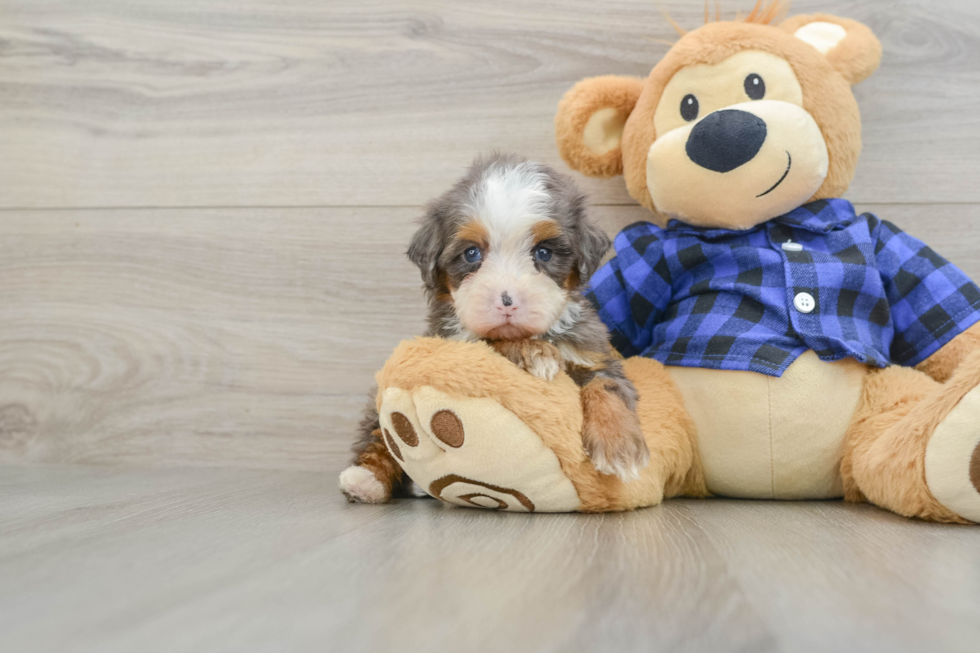 Funny Mini Bernedoodle Poodle Mix Pup