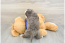 Mini Bernedoodle Pup Being Cute