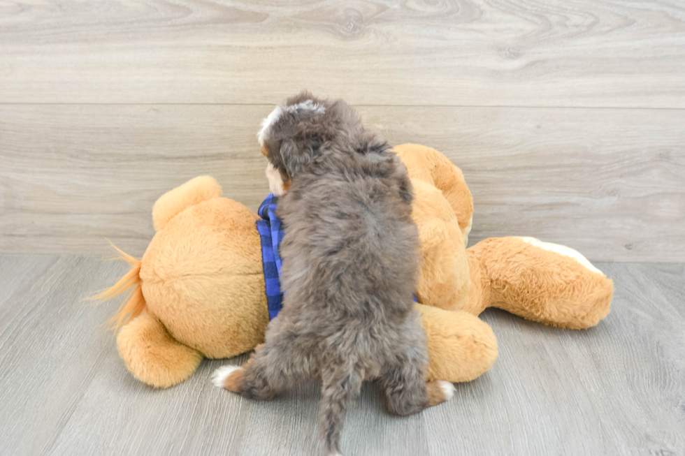 Mini Bernedoodle Pup Being Cute