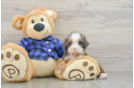 Friendly Mini Bernedoodle Baby