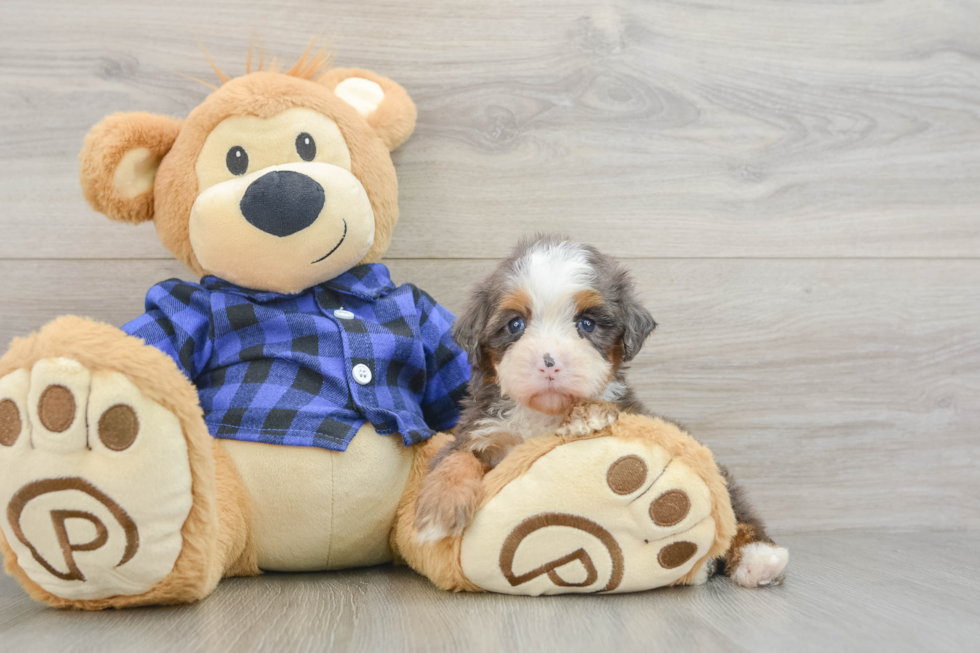 Friendly Mini Bernedoodle Baby