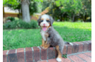 Cute Mini Bernedoodle Poodle Mix Pup