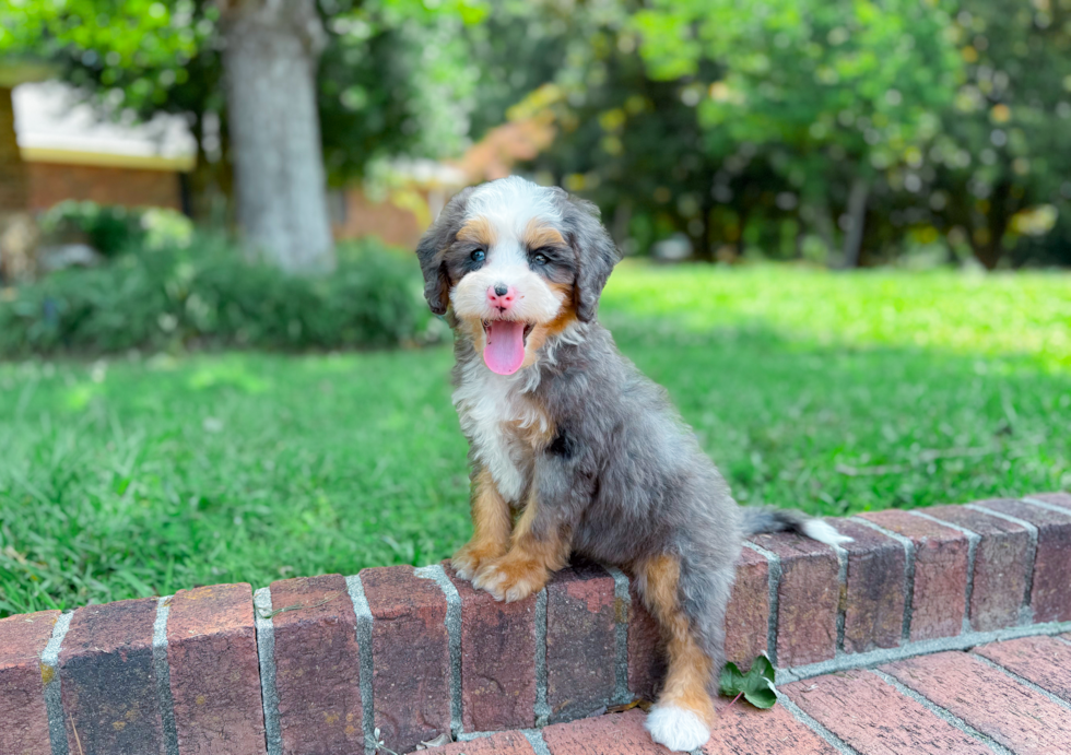 Cute Mini Bernedoodle Poodle Mix Pup