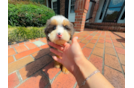 Cute Mini Bernedoodle Poodle Mix Pup