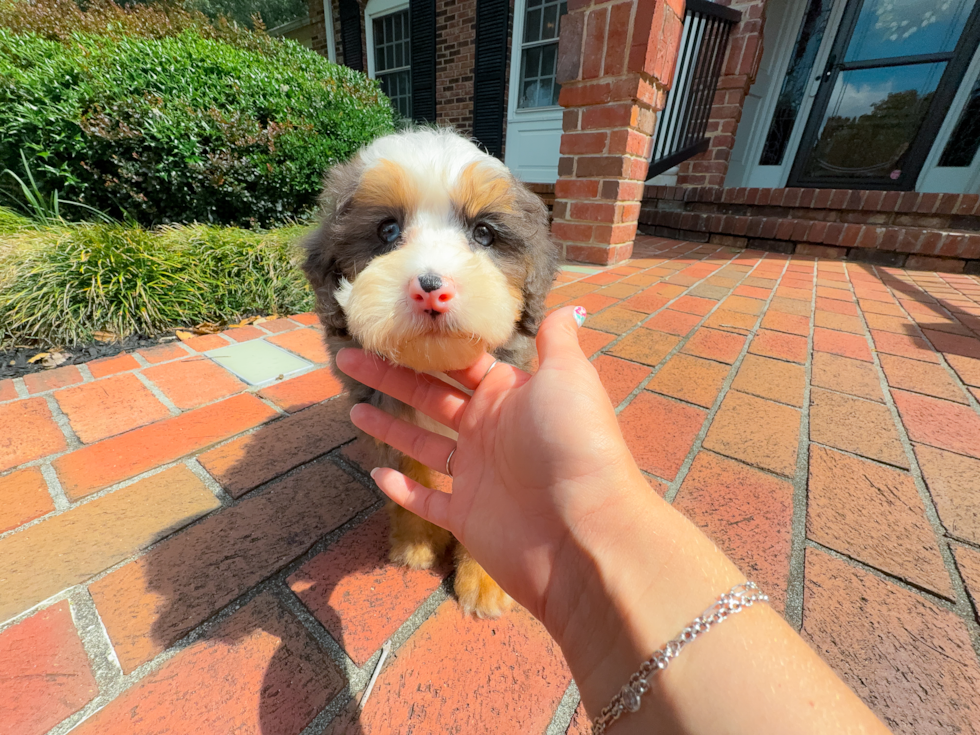 Cute Mini Bernedoodle Poodle Mix Pup