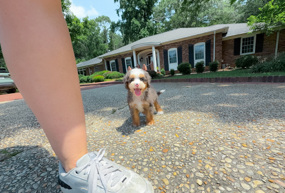 Cute Mini Bernedoodle Baby