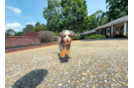 Best Mini Bernedoodle Baby