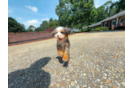 Cute Mini Bernedoodle Baby