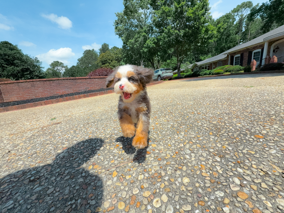 Cute Mini Bernedoodle Baby