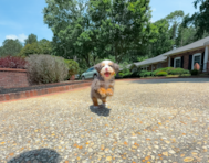 9 week old Mini Bernedoodle Puppy For Sale - Simply Southern Pups