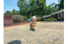Cute Mini Bernedoodle Baby