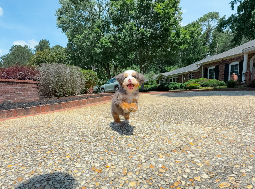Cute Mini Bernedoodle Baby