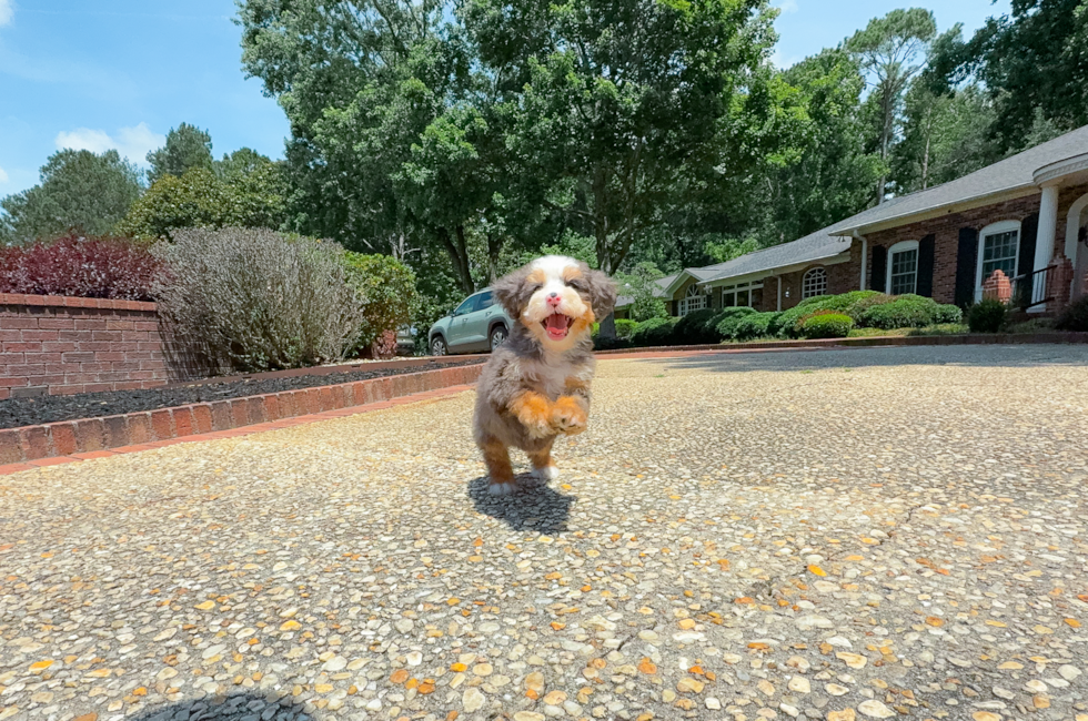8 week old Mini Bernedoodle Puppy For Sale - Simply Southern Pups