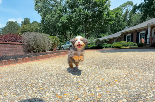Cute Mini Bernedoodle Baby