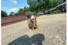 Cute Mini Bernedoodle Poodle Mix Pup