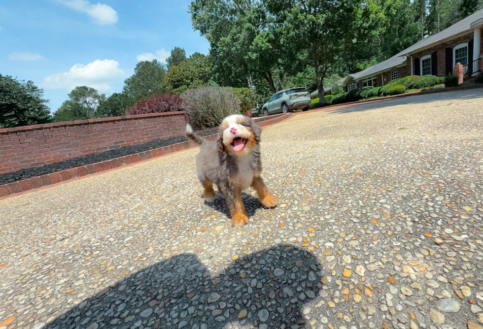 Cute Mini Bernedoodle Poodle Mix Pup