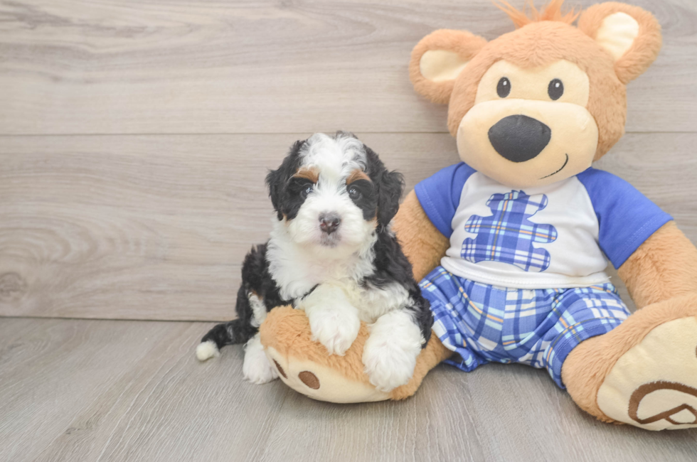6 week old Mini Bernedoodle Puppy For Sale - Simply Southern Pups