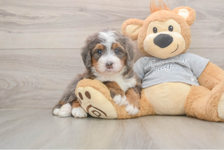 Smart Mini Bernedoodle Poodle Mix Pup