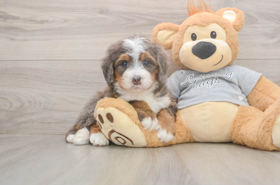 5 week old Mini Bernedoodle Puppy For Sale - Simply Southern Pups