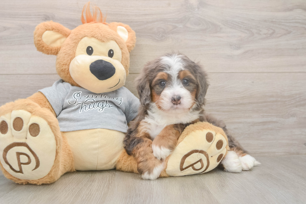 Mini Bernedoodle Puppy for Adoption