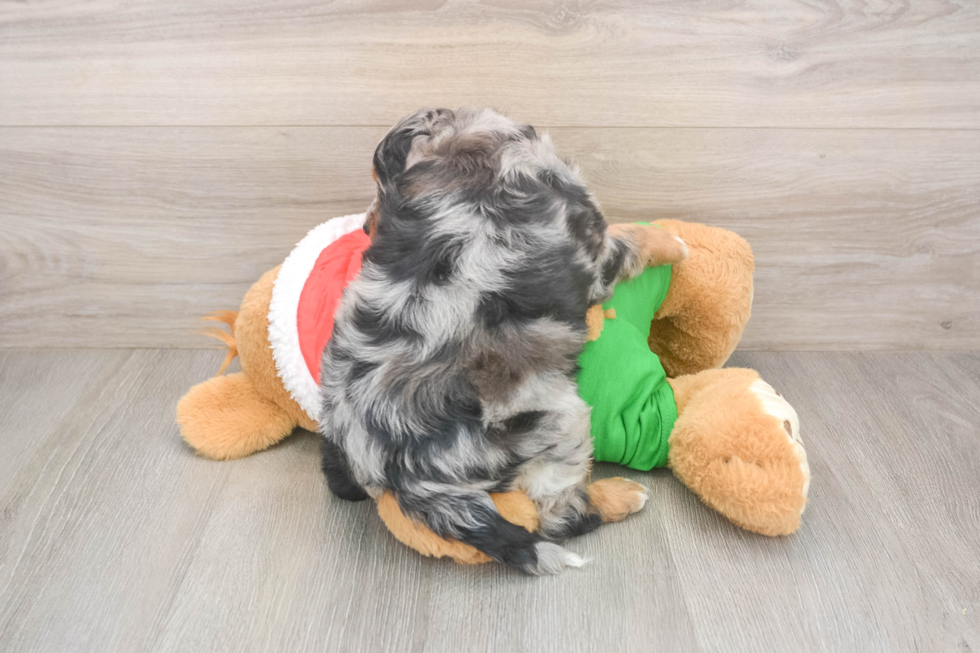 Mini Bernedoodle Puppy for Adoption