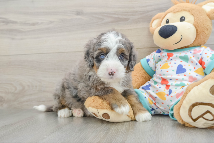 Mini Bernedoodle Pup Being Cute
