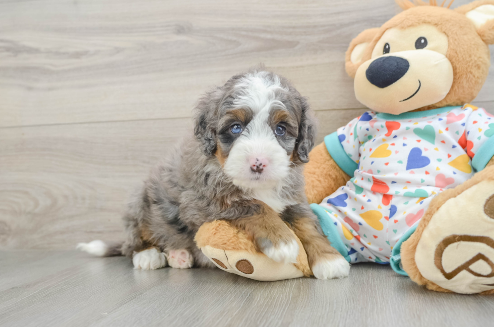 5 week old Mini Bernedoodle Puppy For Sale - Simply Southern Pups