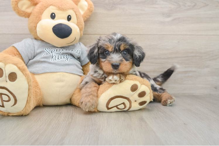 Fluffy Mini Bernedoodle Poodle Mix Pup