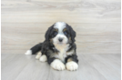 Energetic Bernadoodle Poodle Mix Puppy