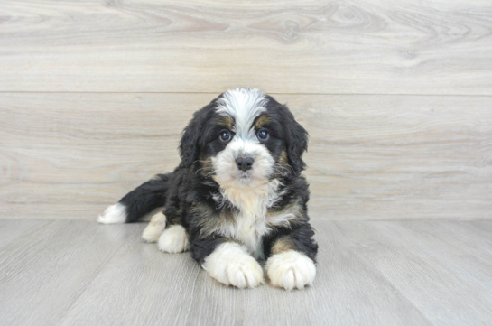 Energetic Bernadoodle Poodle Mix Puppy
