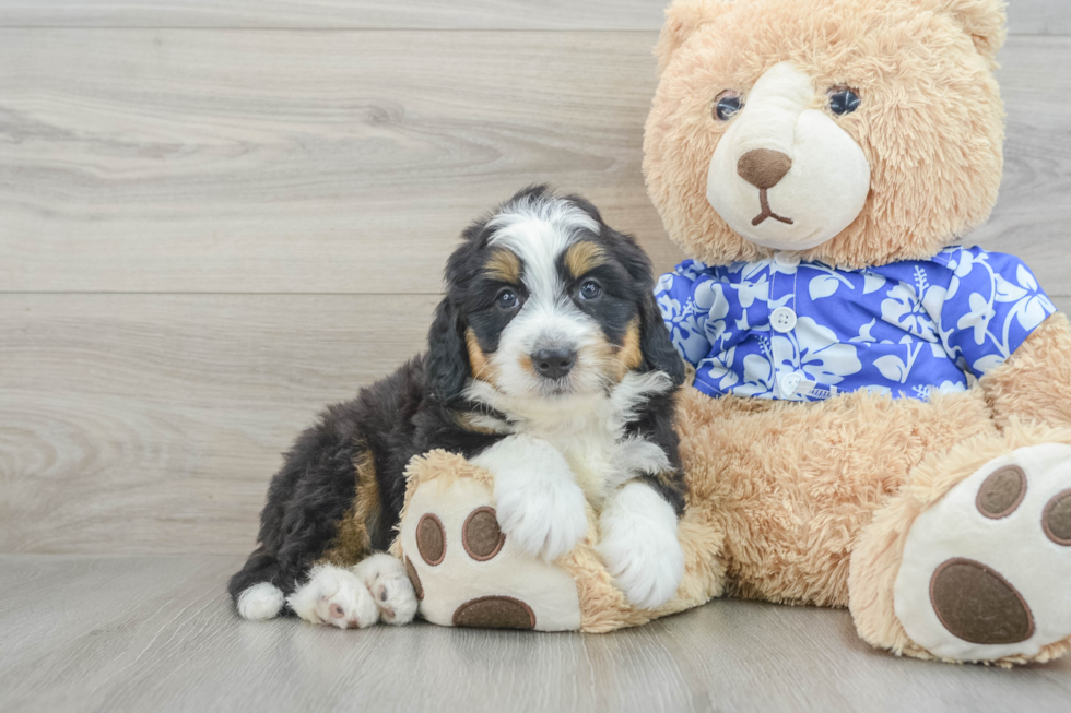 Popular Mini Bernedoodle Poodle Mix Pup