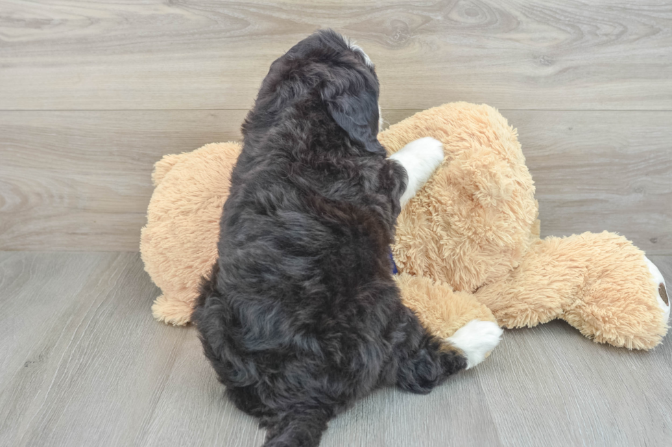 Petite Mini Bernedoodle Poodle Mix Pup