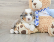 6 week old Mini Bernedoodle Puppy For Sale - Simply Southern Pups