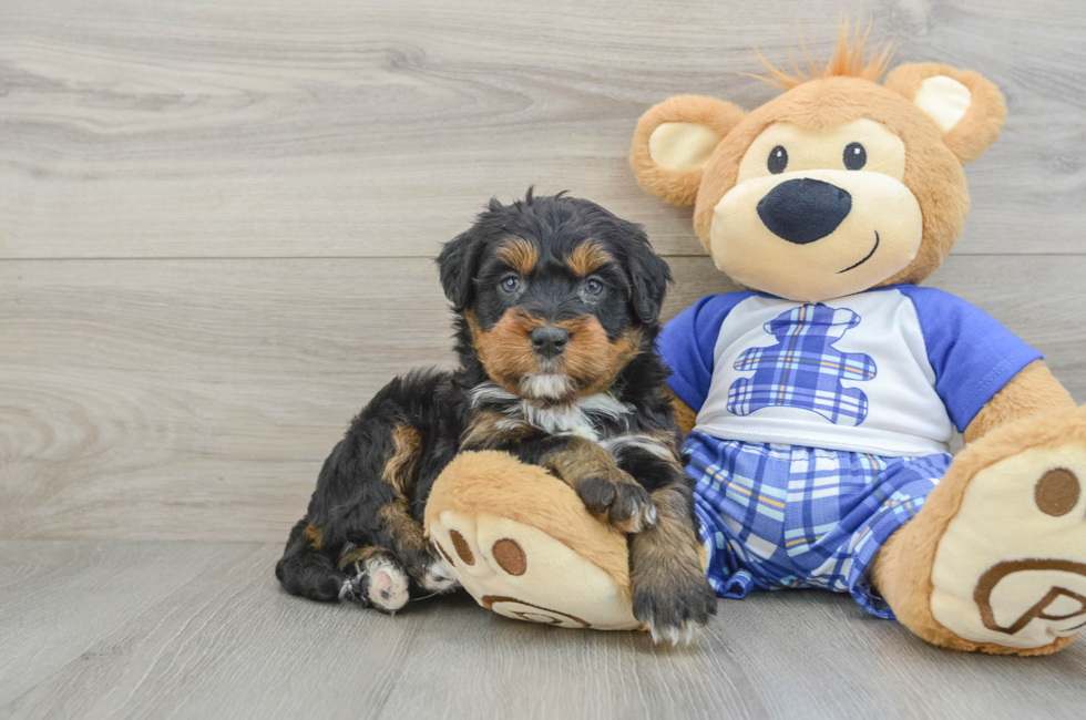 5 week old Mini Bernedoodle Puppy For Sale - Simply Southern Pups