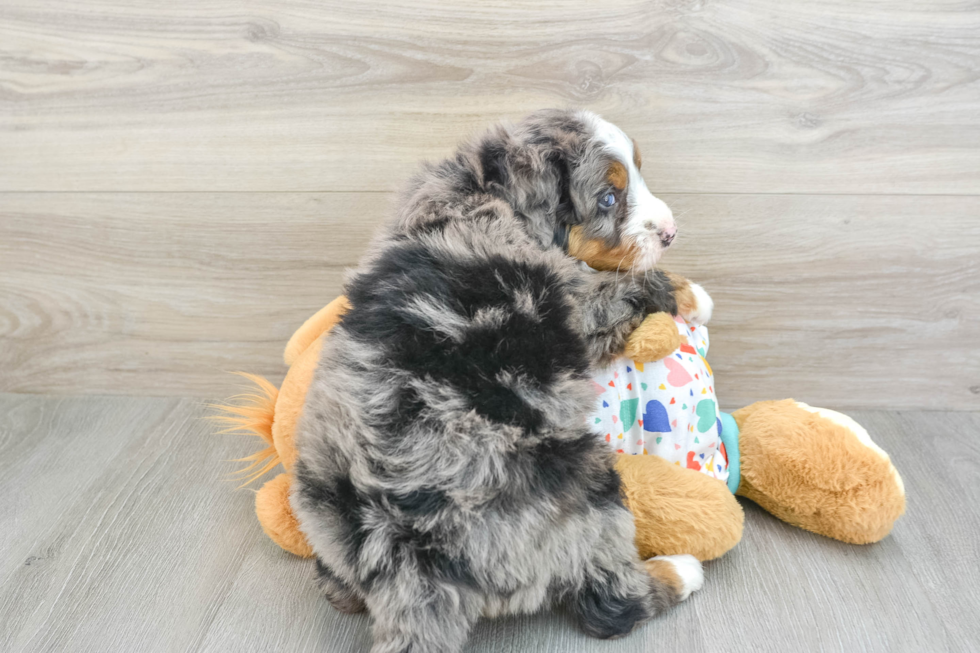 Best Mini Bernedoodle Baby