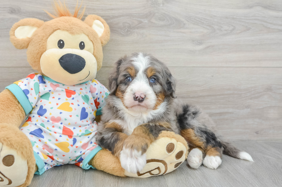 5 week old Mini Bernedoodle Puppy For Sale - Simply Southern Pups