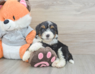 4 week old Mini Bernedoodle Puppy For Sale - Simply Southern Pups