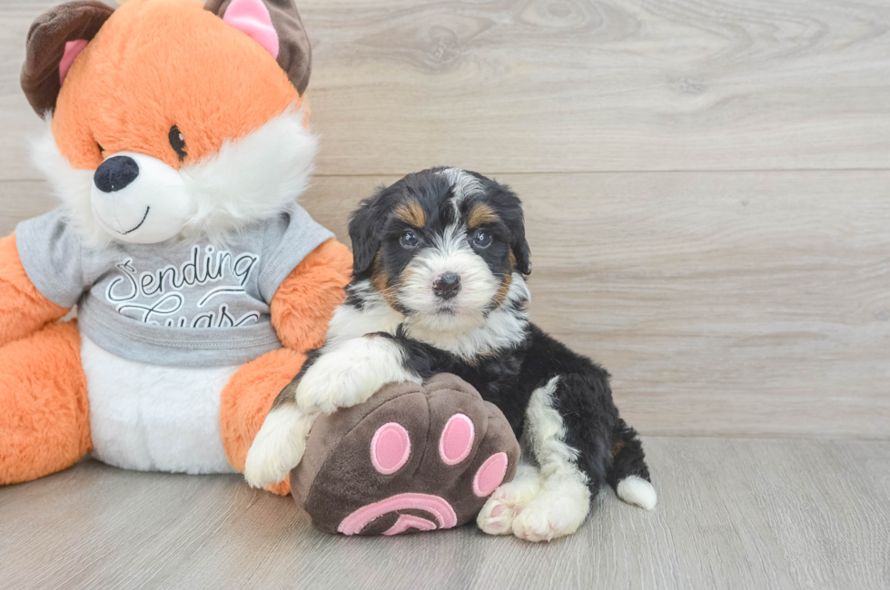 4 week old Mini Bernedoodle Puppy For Sale - Simply Southern Pups