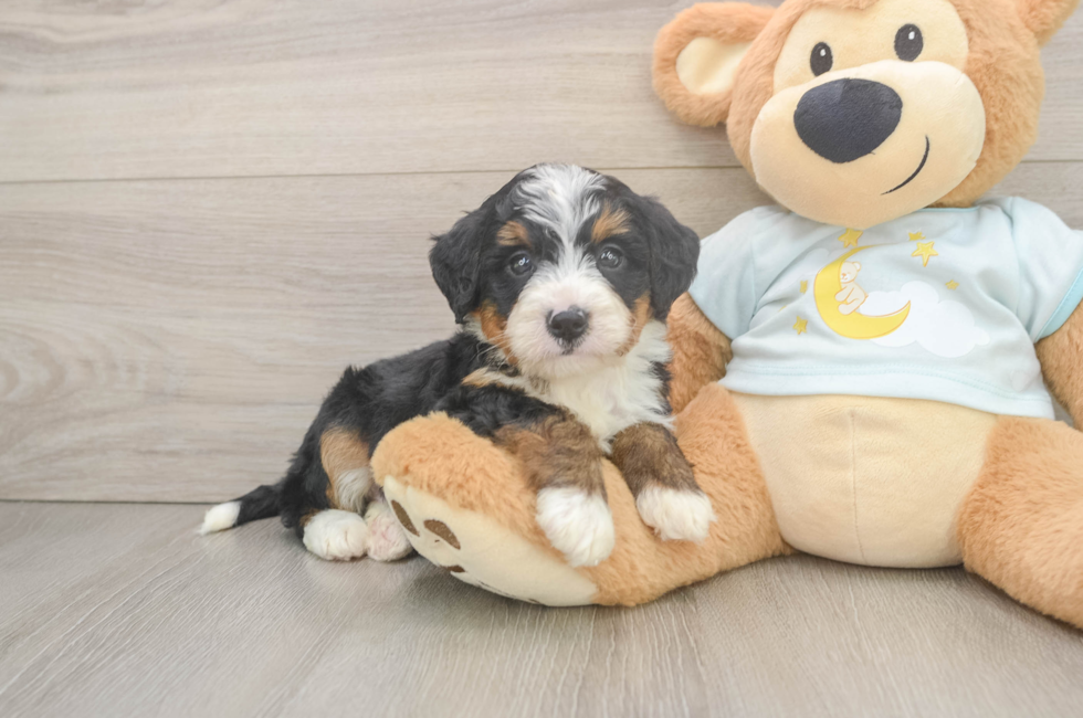 6 week old Mini Bernedoodle Puppy For Sale - Simply Southern Pups