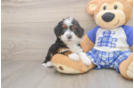 Fluffy Mini Bernedoodle Poodle Mix Pup