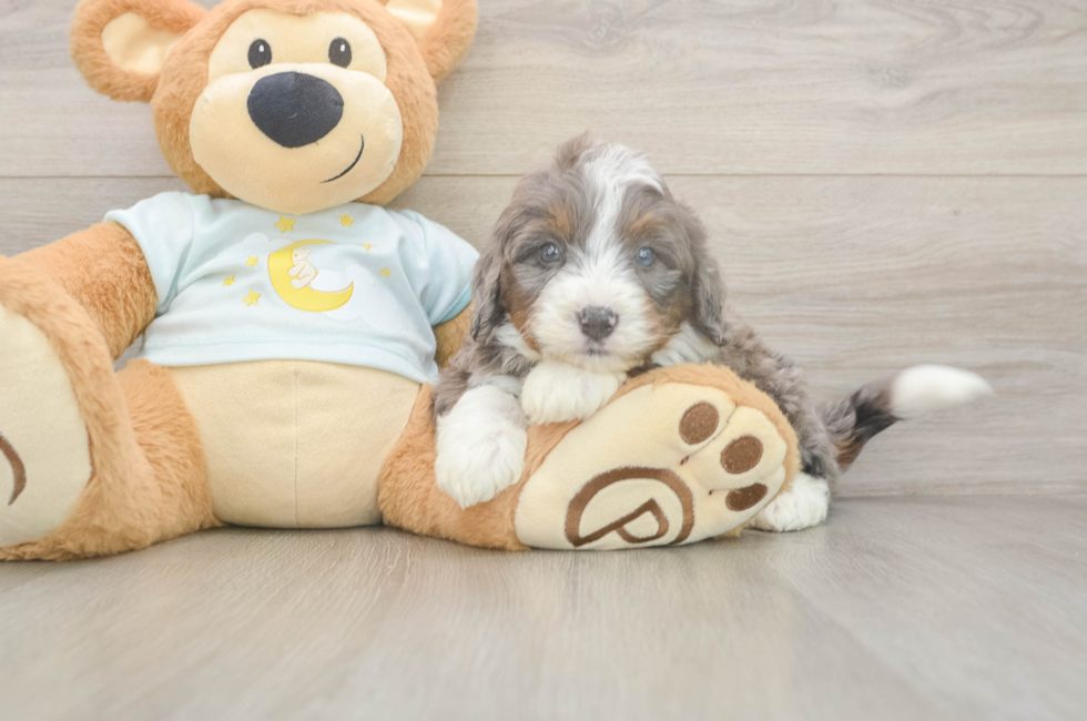 5 week old Mini Bernedoodle Puppy For Sale - Simply Southern Pups