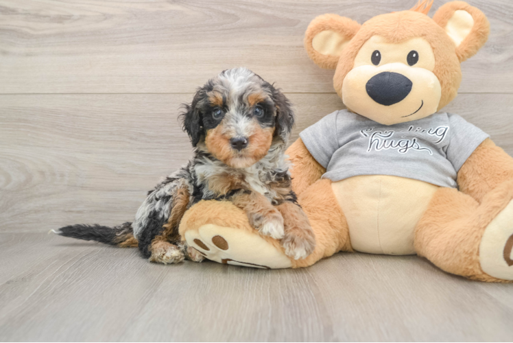 Sweet Mini Bernedoodle Baby