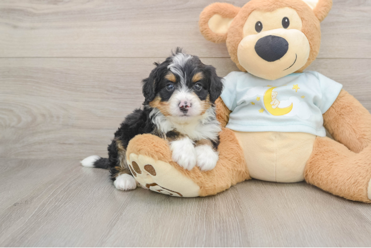 Best Mini Bernedoodle Baby