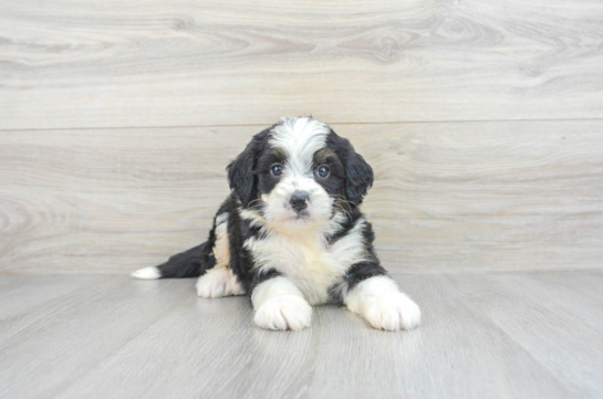 Mini Bernedoodle Puppy for Adoption