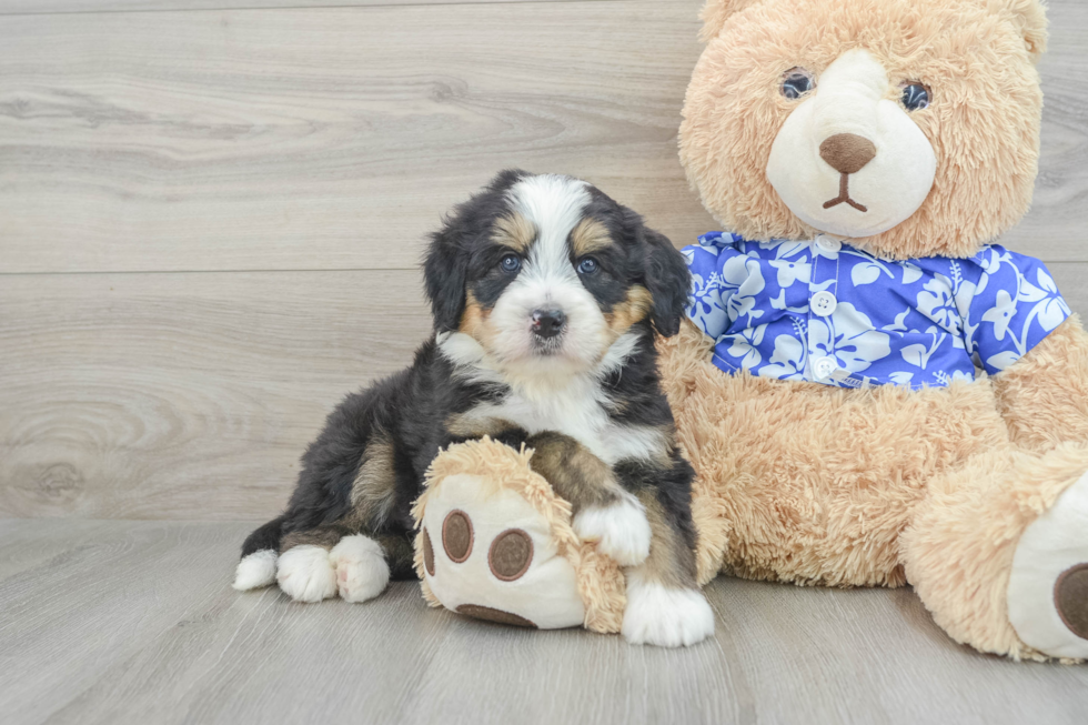 Mini Bernedoodle Puppy for Adoption