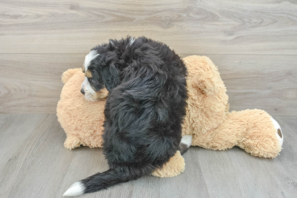 Mini Bernedoodle Puppy for Adoption