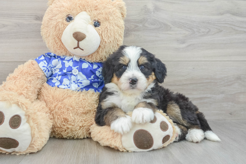 Mini Bernedoodle Pup Being Cute