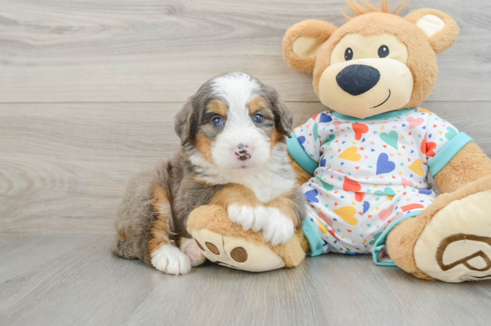 5 week old Mini Bernedoodle Puppy For Sale - Simply Southern Pups