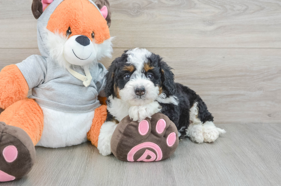 7 week old Mini Bernedoodle Puppy For Sale - Simply Southern Pups