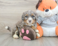 5 week old Mini Bernedoodle Puppy For Sale - Simply Southern Pups